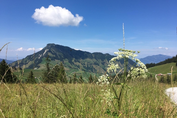 Eine Höhenwanderung